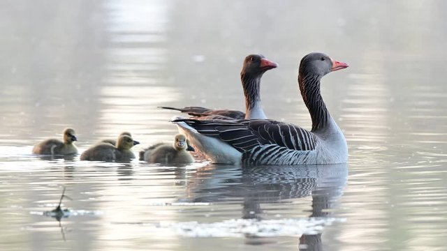 Greylag goose family with goslings swimmimg on the foggy lake, animal children, spring,
 (anser anser), germany