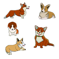 Stock vector illustration welsh corgi for coloring book. Friendly cartoon dog stands on four legs and stuck out his tongue. Design for bag, poster, cloth, pet shop.