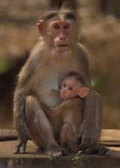 Mother monkey with feeding baby monkey.mother and baby macaque