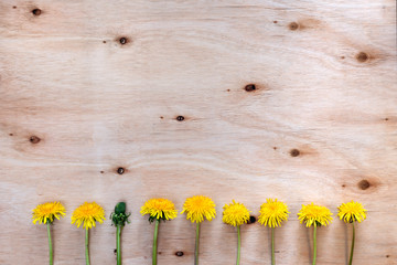 Lineup of blooming dandelions and bud flower standing out, symbolizing difference, diversity...