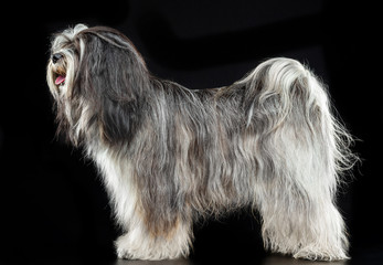 Tibetan Terrier, the dog stands on a black background