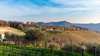 Obraz premium Spring sunset in the vineyards of Collio Friulano