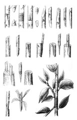 Grafting methode for trees collage (grafted) / Antique illustration from Brockhaus Konversations - Lexikon 1908
