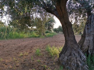 Fototapeta na wymiar Paisaje rural y olivas