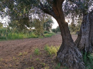 Fototapeta premium Paisaje rural y olivas