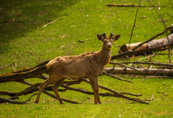 View of  a buck in a meadow with antlers starting to grow back after winter.