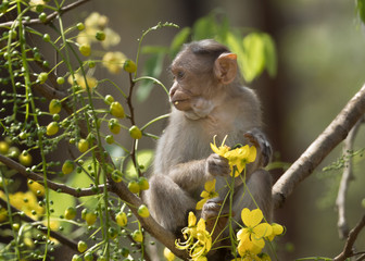 Monkey sitting on the branch of Search Results Featured snippet from the web Cassia fistula, enjoying the flowers of Search Results Featured snippet from the web Cassia fistula.
