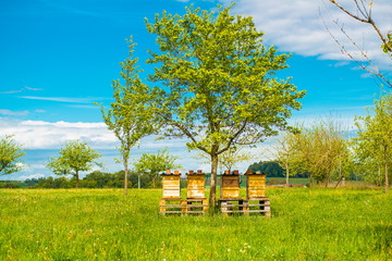 Bee hives standing under a tree