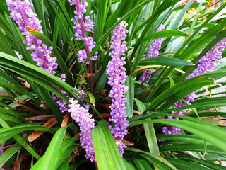 The purple flowers of Liriope muscari or Turf lily on the twig among the leaves.