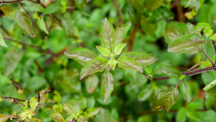 holy basil leaf