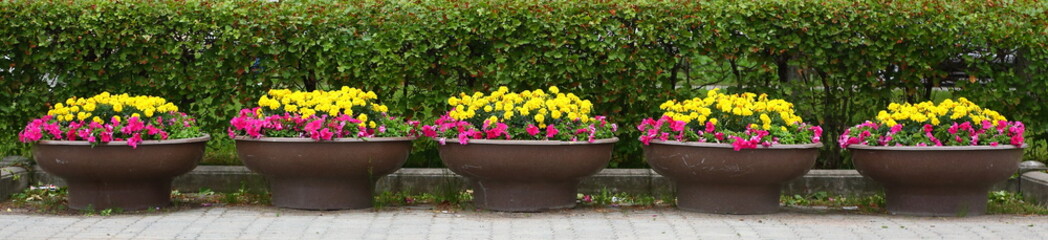 Row of round concrete flower beds with bright flowers