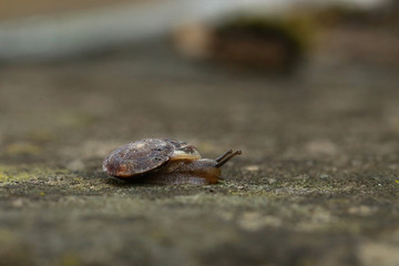 Little snail slow crawls on the ground
