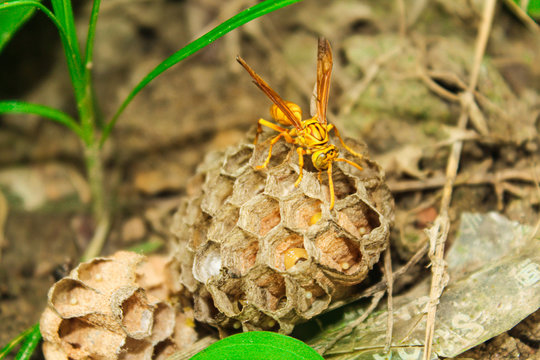 bee,wasp or hornet nest with larva