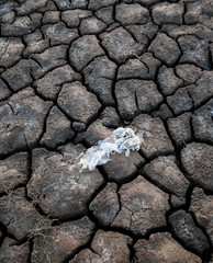 Torn plastic bag on the ground