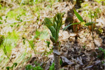 山菜の王様とも言われるタラの芽