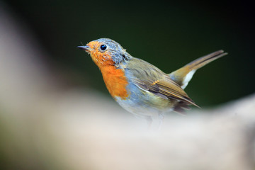 The European robin (Erithacus rubecula) sitting on the dry trunk. A young robin stands on a trunk with a blurred foreground.