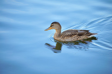 Wild duck swimming on a mountain lake