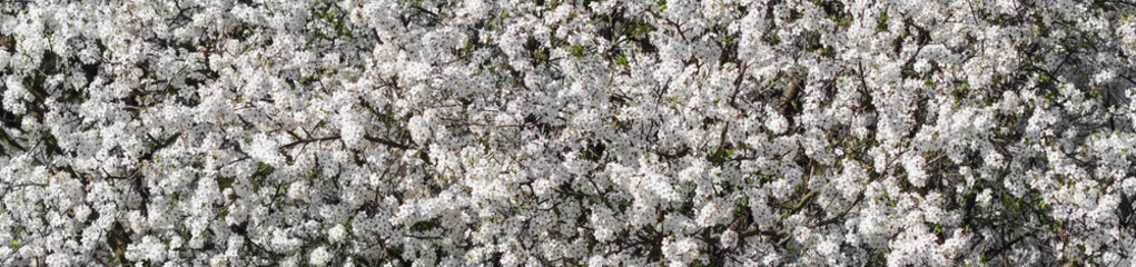 Spring Cherry blossoms. Beautiful white flowers.