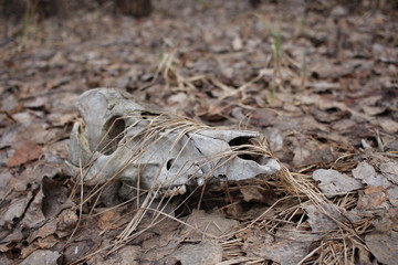 dead skull animal bones remains in the forest