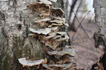 growths on the tree fungi parasitize the trunks of birch trees in the forest