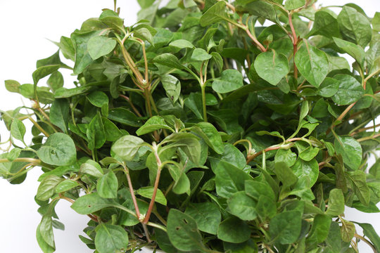Group of Nutritious Alternanthera sessilis or Joyweed spinach