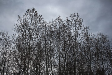 Fototapeta na wymiar silhouettes of branches trees against the gray sky in autumn a gloomy landscape of depression