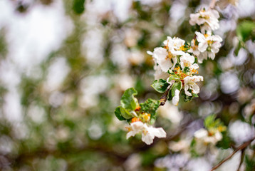 branch with blooming white flowers on a green background; blurred background, defocus