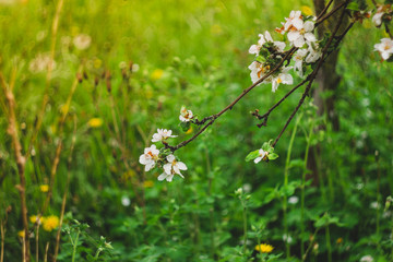 branch with blooming white flowers on a green background; blurred background, defocus