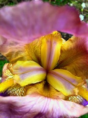Fototapeta na wymiar Beautiful Iris flower in fulll bloom