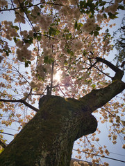 2020, spring. I got the chance to look up at the cherry tree from below from the shining sun.