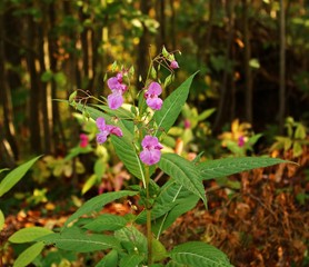Beautiful purple flowers grow in abundance in the summer at the forest edge