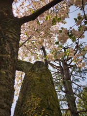 2020, spring. I got the chance to look up at the cherry tree from below from the shining sun.