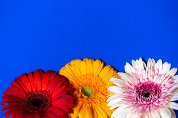 Colored gerberas on a blue background