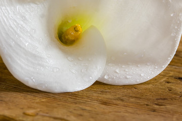 Kala on a wooden background