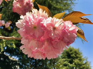 2020, spring. Unexpectedly, I'm glad that I can see cherry blossoms so close.