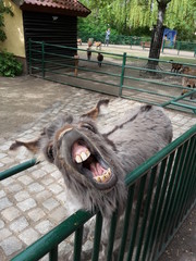 donkey in the zoo