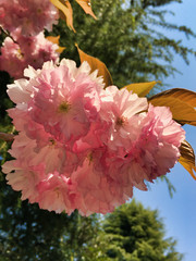 2020, spring. Unexpectedly, I'm glad that I can see cherry blossoms so close.