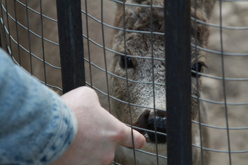 Environmental and animal protection and rights