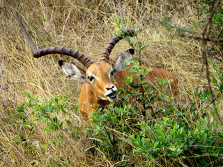 Impala (Aepyceros melampus) with open mouth in Lake Mburo National Park