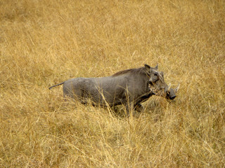 Common warthog (Phacochoerus africanus) in the savannah
