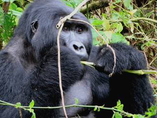 Mountain gorilla, gorilla beringei beringei, in Bwindi Impenetrable National Park eating
