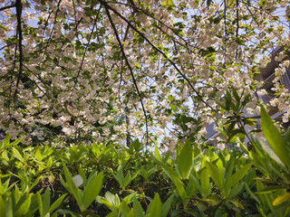 2020, spring. Unexpectedly, I'm glad that I can see cherry blossoms so close.