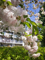 2020, spring. Unexpectedly, I'm glad that I can see cherry blossoms so close.