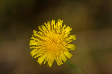 Flor