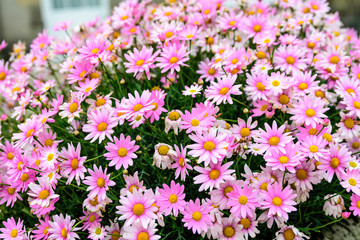 Side view of large group of vivid pink Daisies flowers in direct sunlight, in a sunny spring garden, beautiful outdoor floral background
