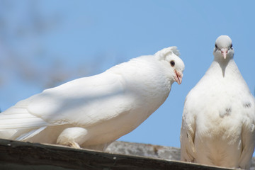 Two white pigeons on the roof. Breeding carrier pigeons.