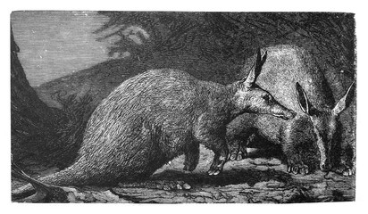 Aardvark (Orycteropus capenis) / Antique illustration from Brockhaus Konversations - Lexikon 1908