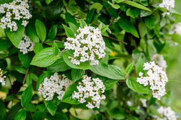 Shrub with white flowers of Viburnum opulus plant, known as guelder rose, water elder, cramp bark, snowball tree and European cranberry bush, in a sunny spring garden, beautiful floral background
