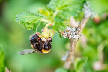 Bumblebee hangs on a bush of currant. Photographed close-up.