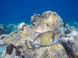 Titan trigger fish